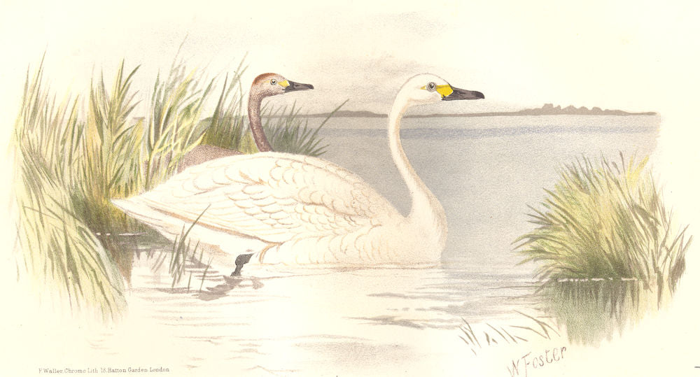 INDIAN GAME BIRDS. Bewick's Swan (Cygnus Bewicki). Chromolithograph. FINN 1915